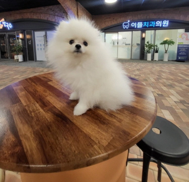 네 번째 별나비