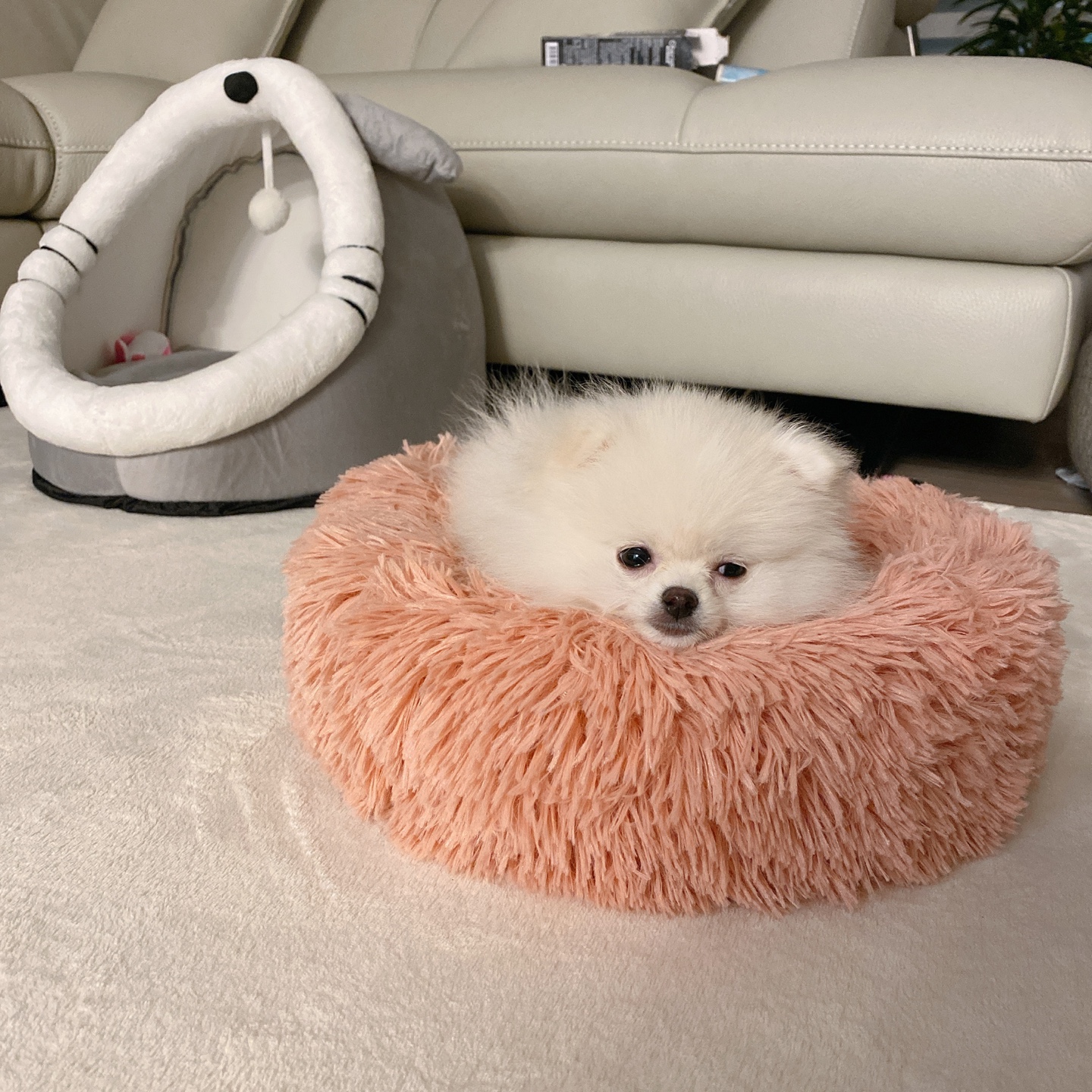 여섯 번째 별나비
